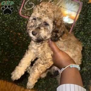 Brownie, Miniature Poodle Puppy
